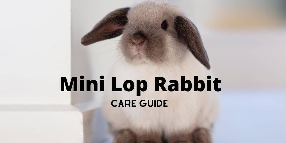 Mini Lop Rabbit Diet Size Breeding Housing Care Guide Hutch