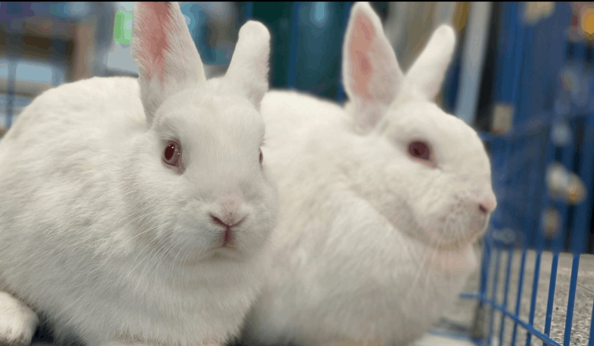 About Us The White Hare