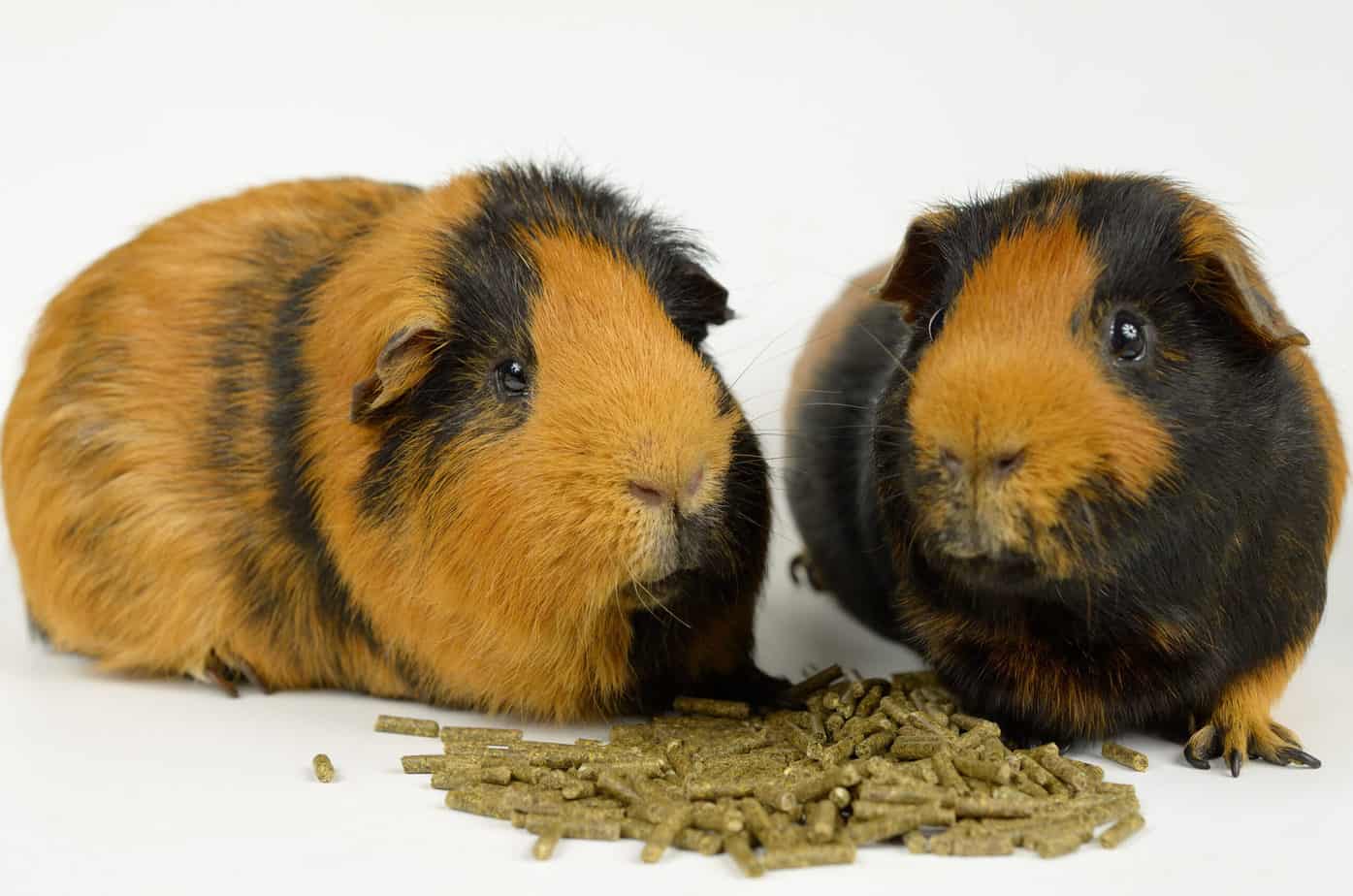 Best Guinea Pig Pellets 2022 ( Top 5 Popular Brands ) Hutch and Cage