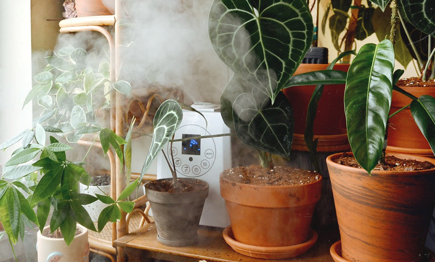6 Best Humidifiers for Plants (Winter 2024) — The Complete Guide
