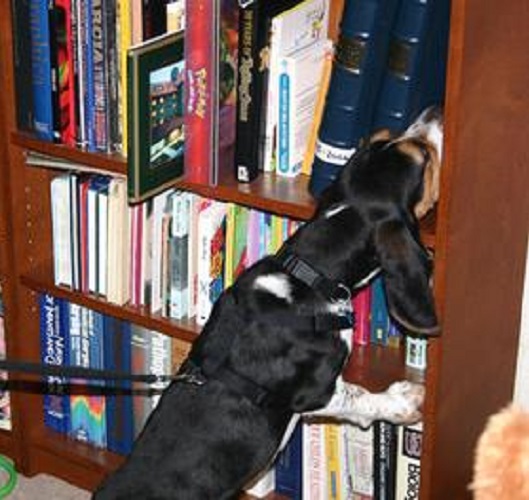 Can Dogs Be Trained To Detect Bed Bugs