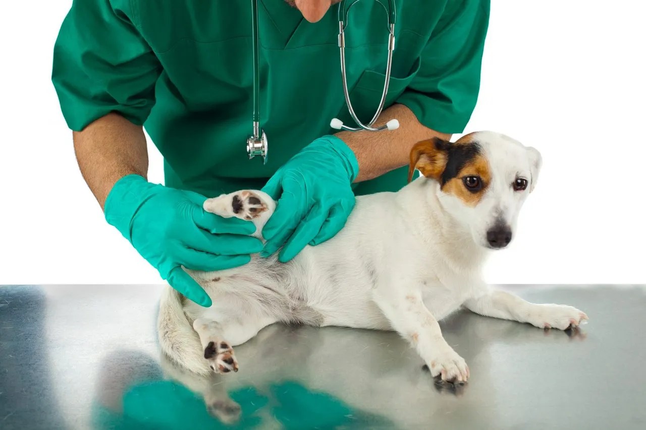 Can flea bites make my pet sick? Hebron Veterinary Hospital