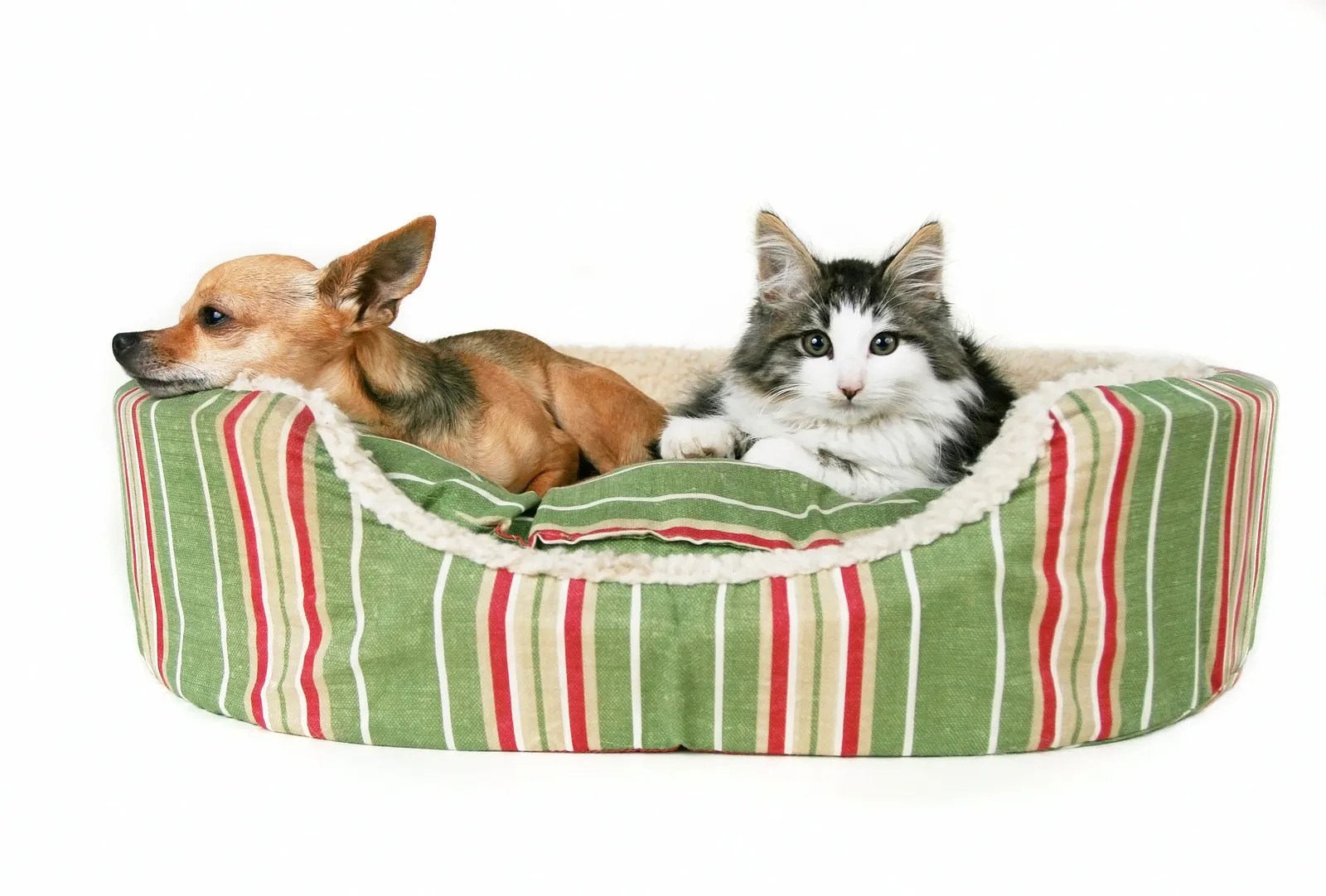 The Pros and Cons of a Pet Bed Hebron Veterinary Hospital