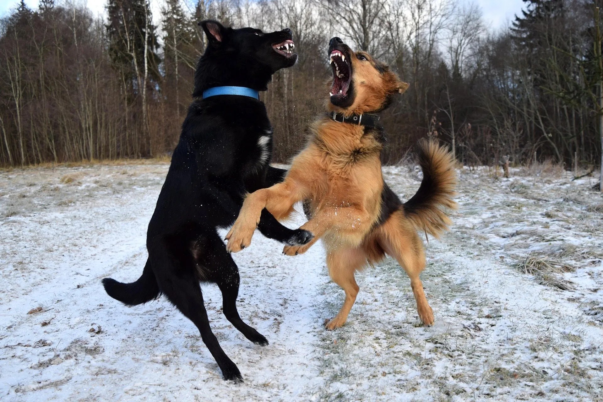 What Do You Do When Dogs Fight Each Other