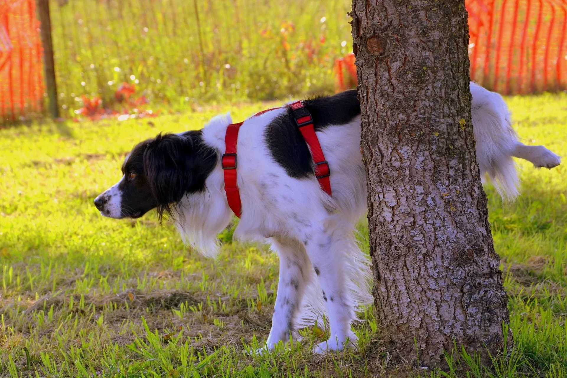 Pet Marking Behavior Why Do My Pets Mark My Furniture?