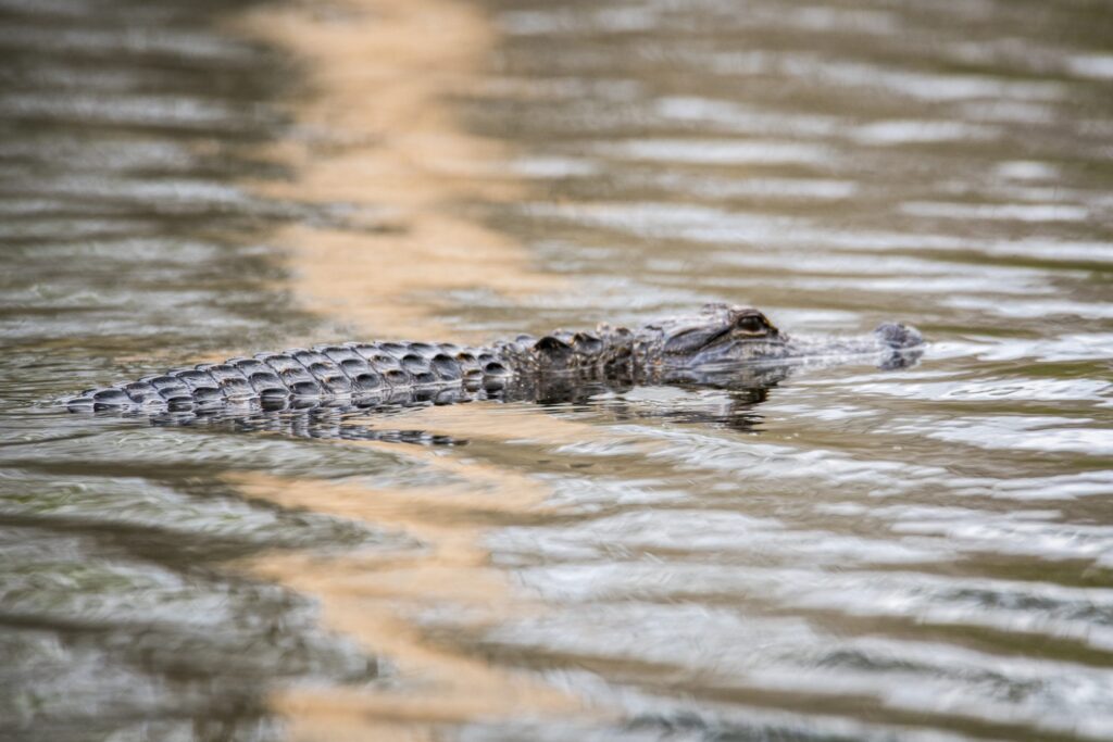 Alligators in Huntsville? Yes, you heard that correctly Hville Blast