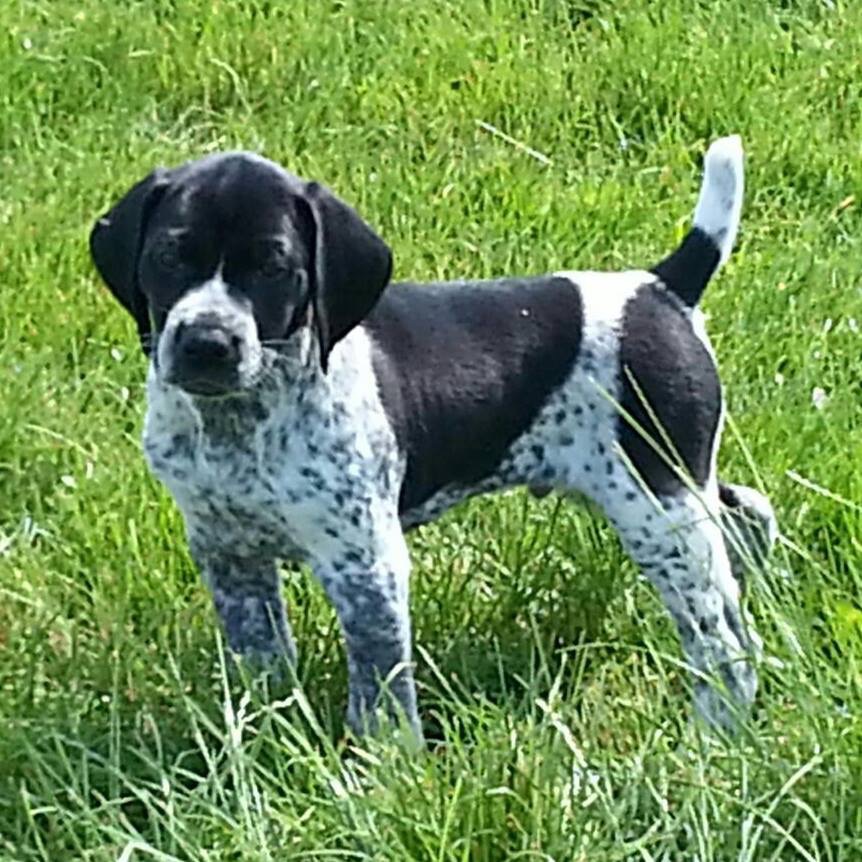 Puppies Hudson Valley Chapter of NAVHDA