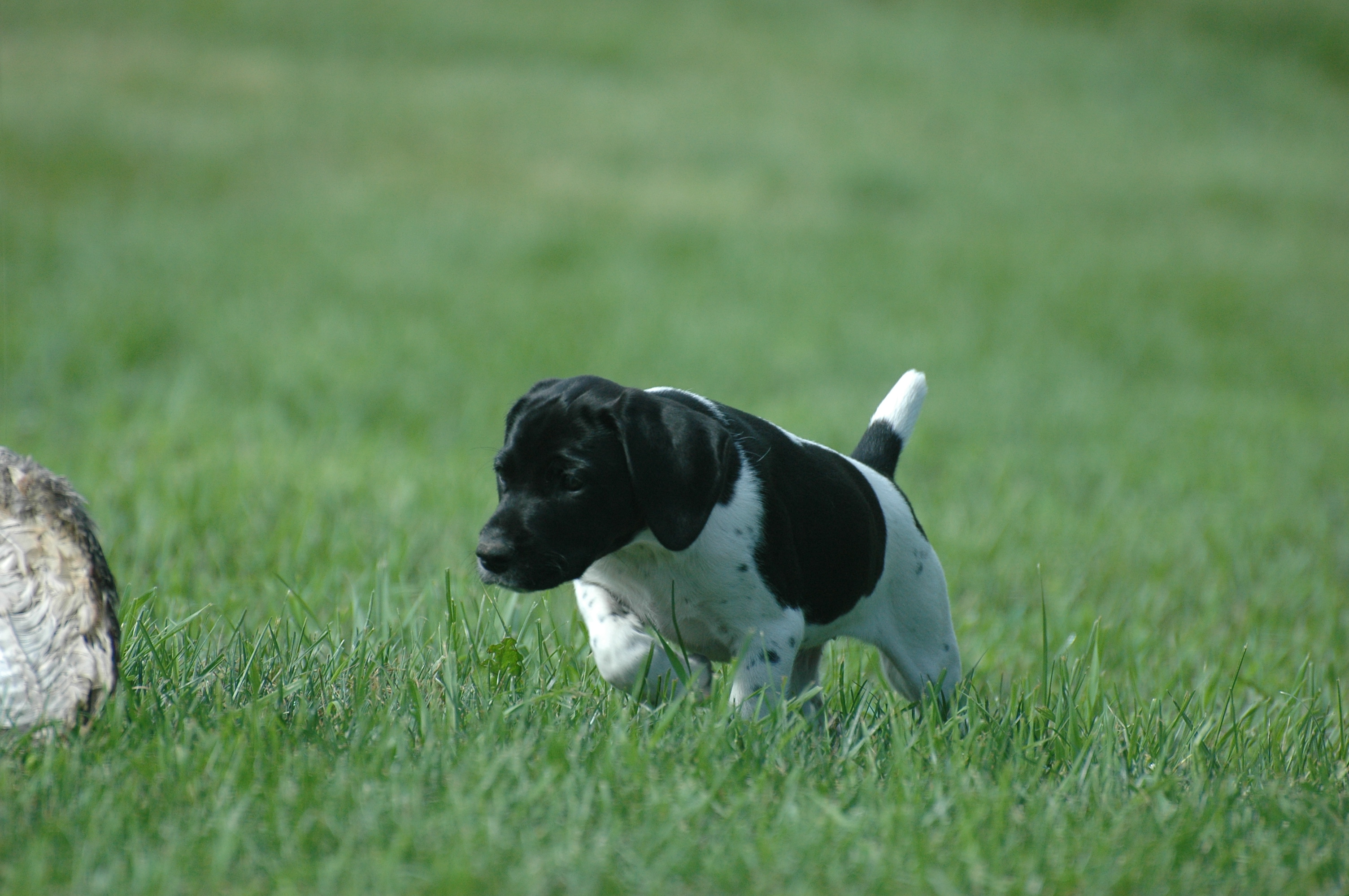 Puppies Hudson Valley Chapter of NAVHDA