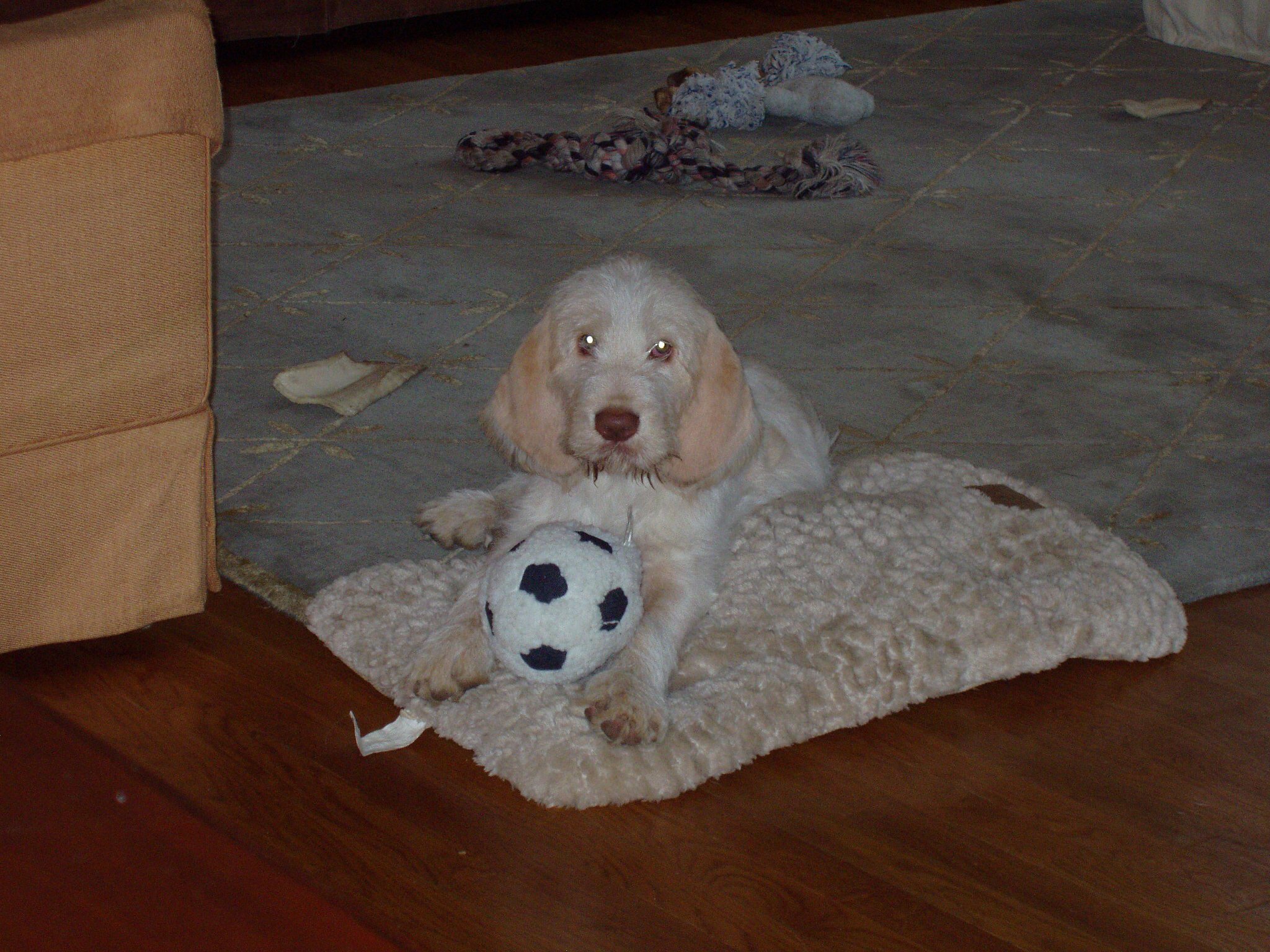 Puppies Hudson Valley Chapter of NAVHDA