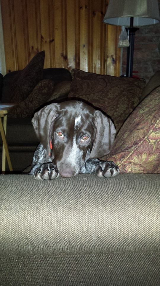 Puppies Hudson Valley Chapter of NAVHDA