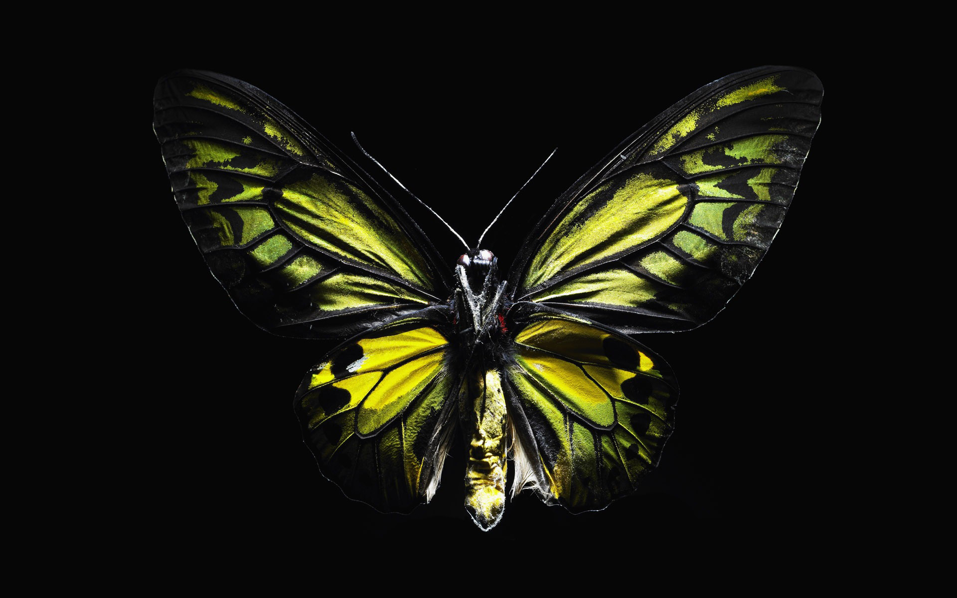 Download wallpaper gree butterfly, green butterfly on black background