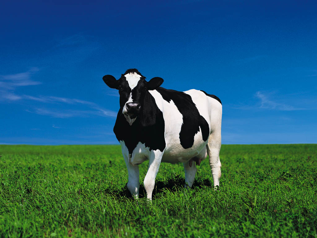 Download wallpaper white cows on green , download photo, cow wallpapers