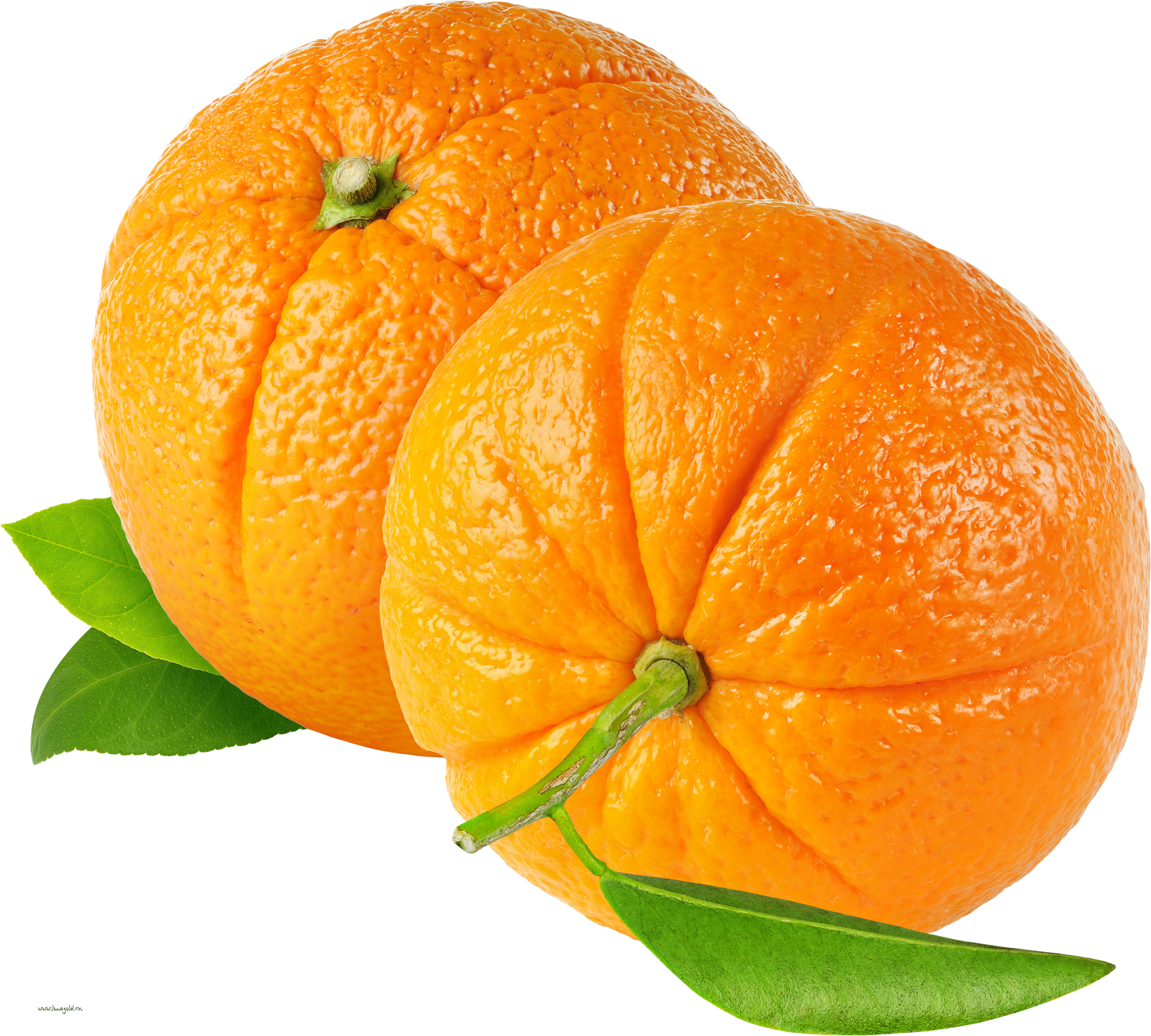 List 102+ Wallpaper Cute Orange Fruit Wallpaper Excellent