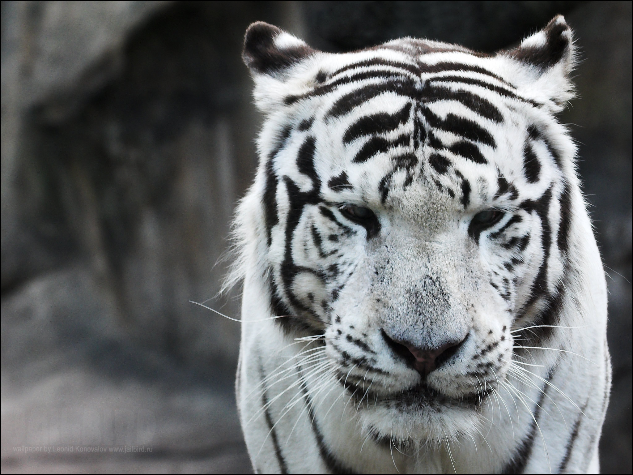 Download wallpaper white tiger, download photo, desktop wallpapers
