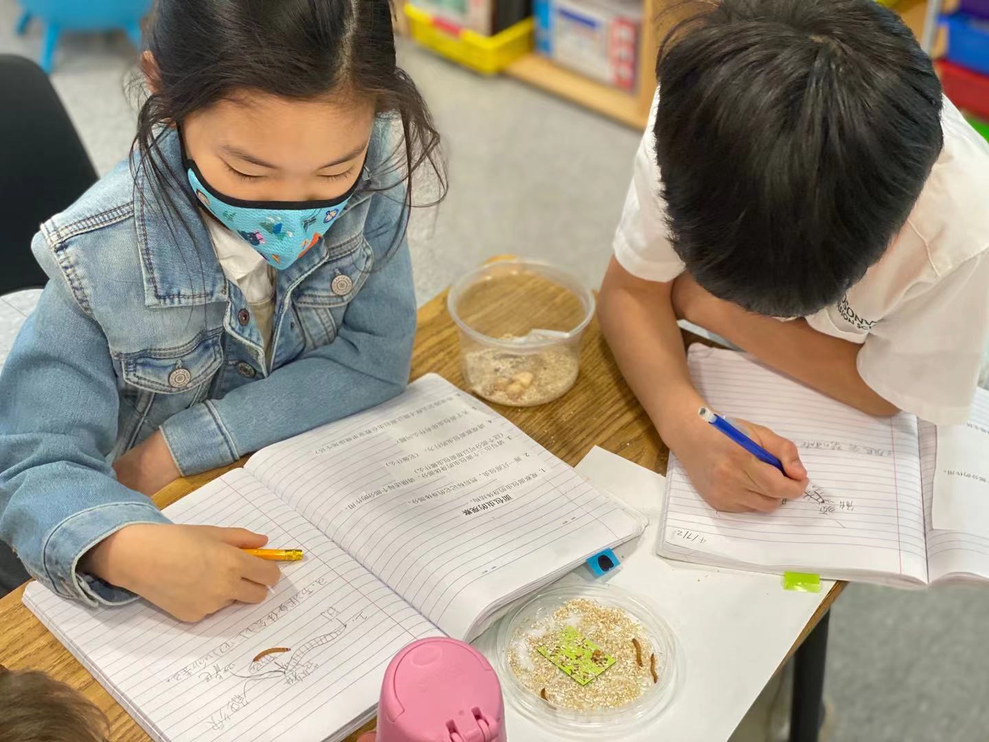 Grade 3 Science Projects