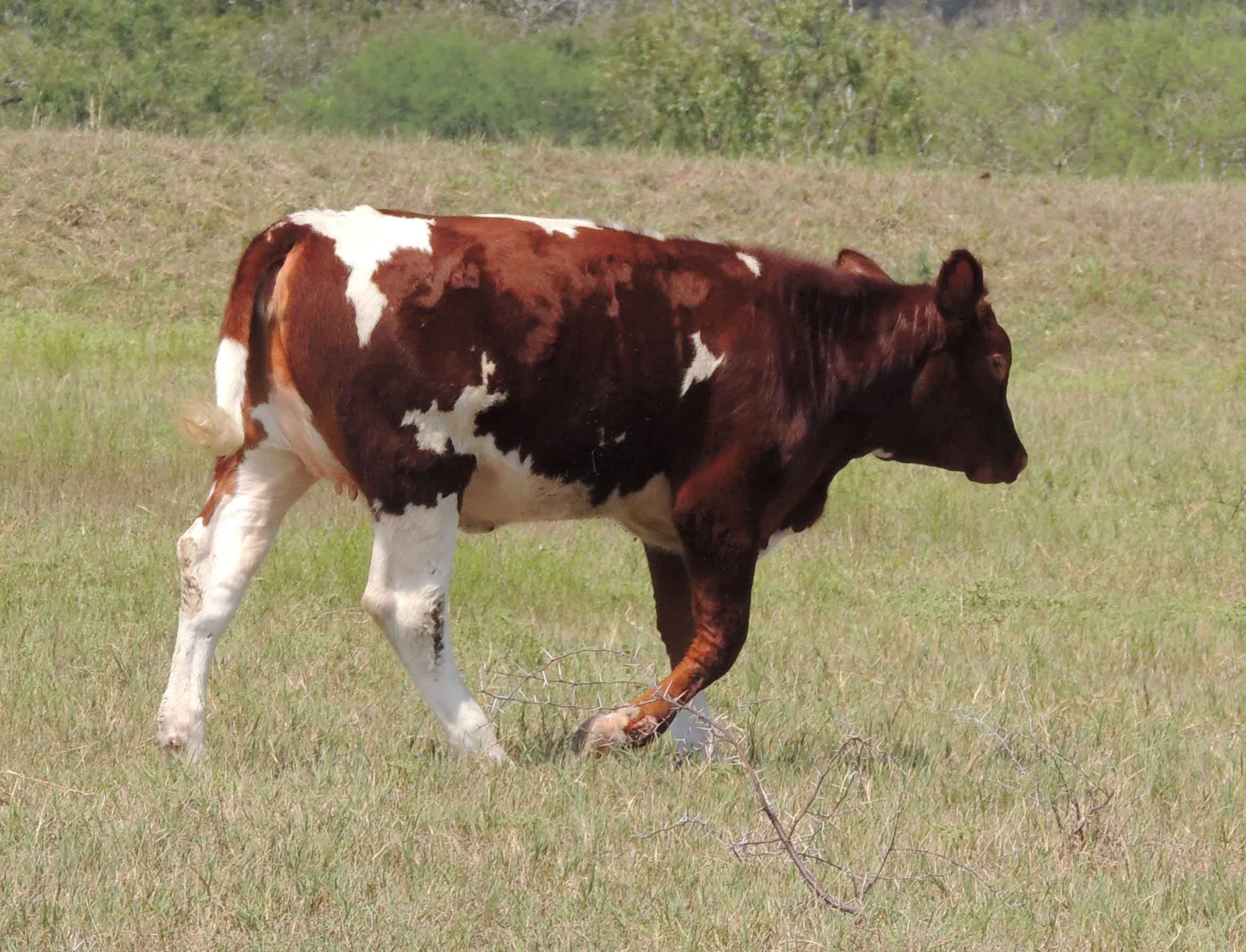 Heifer Calves For Sale HW McElroy MaineAnjou Cattle Yorktown, TX