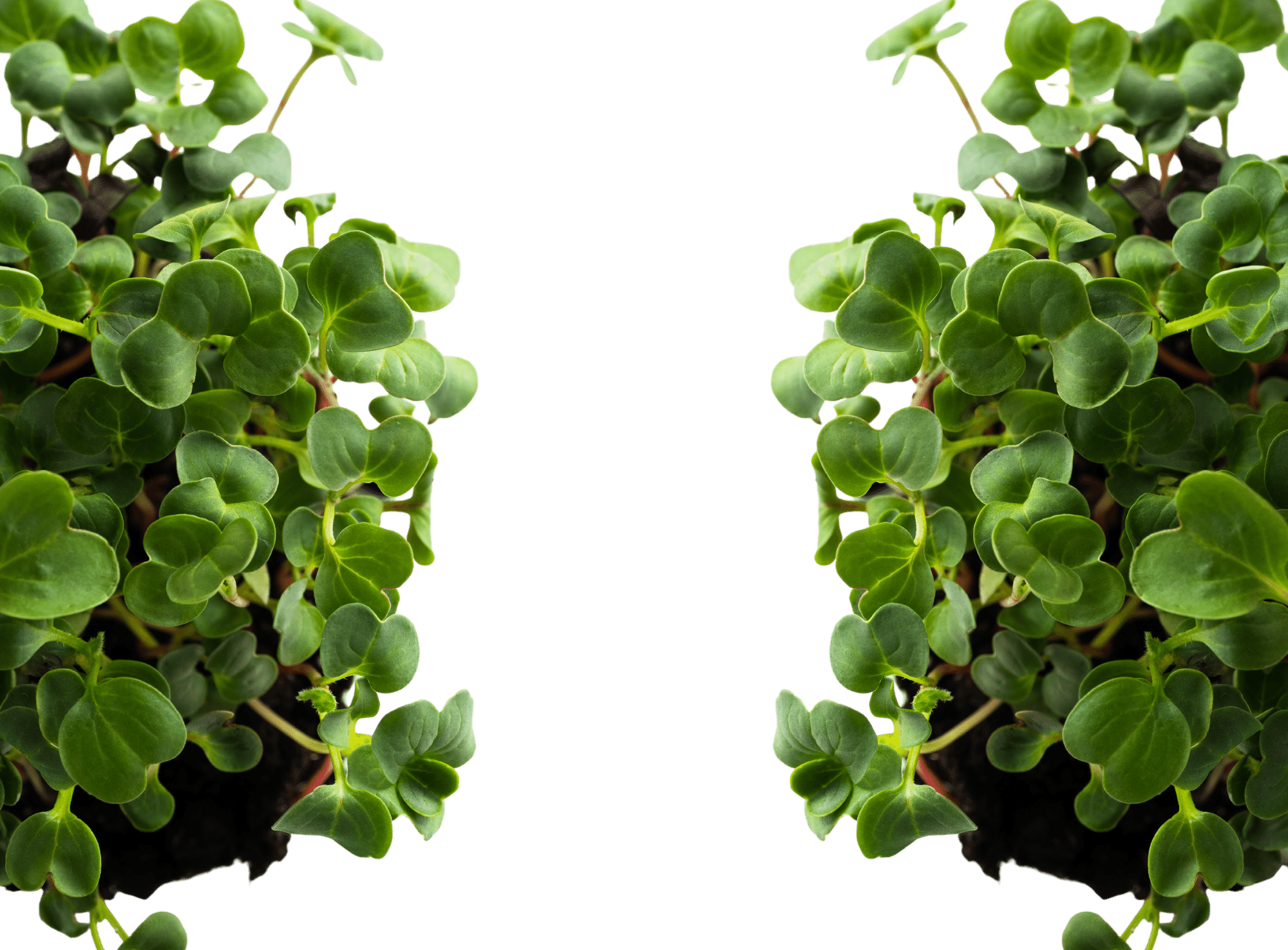 About microplants HyFarm Intelligent Hydroponic Agriculture