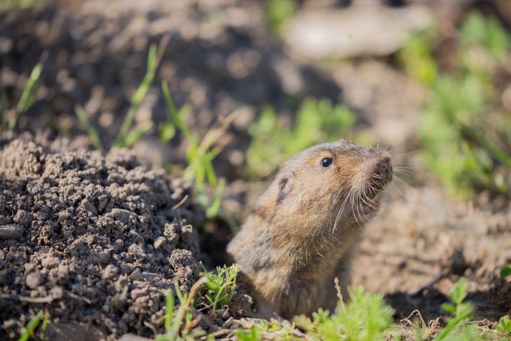 How to get rid of Gophers permanently