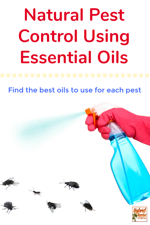 All Natural Pest Control Using Essential Oils Hybrid Rasta Mama