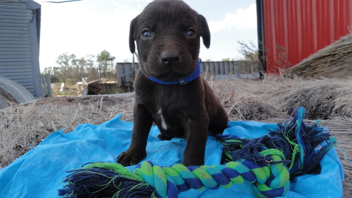 Grown Chocolate Lab With Blue Eyes