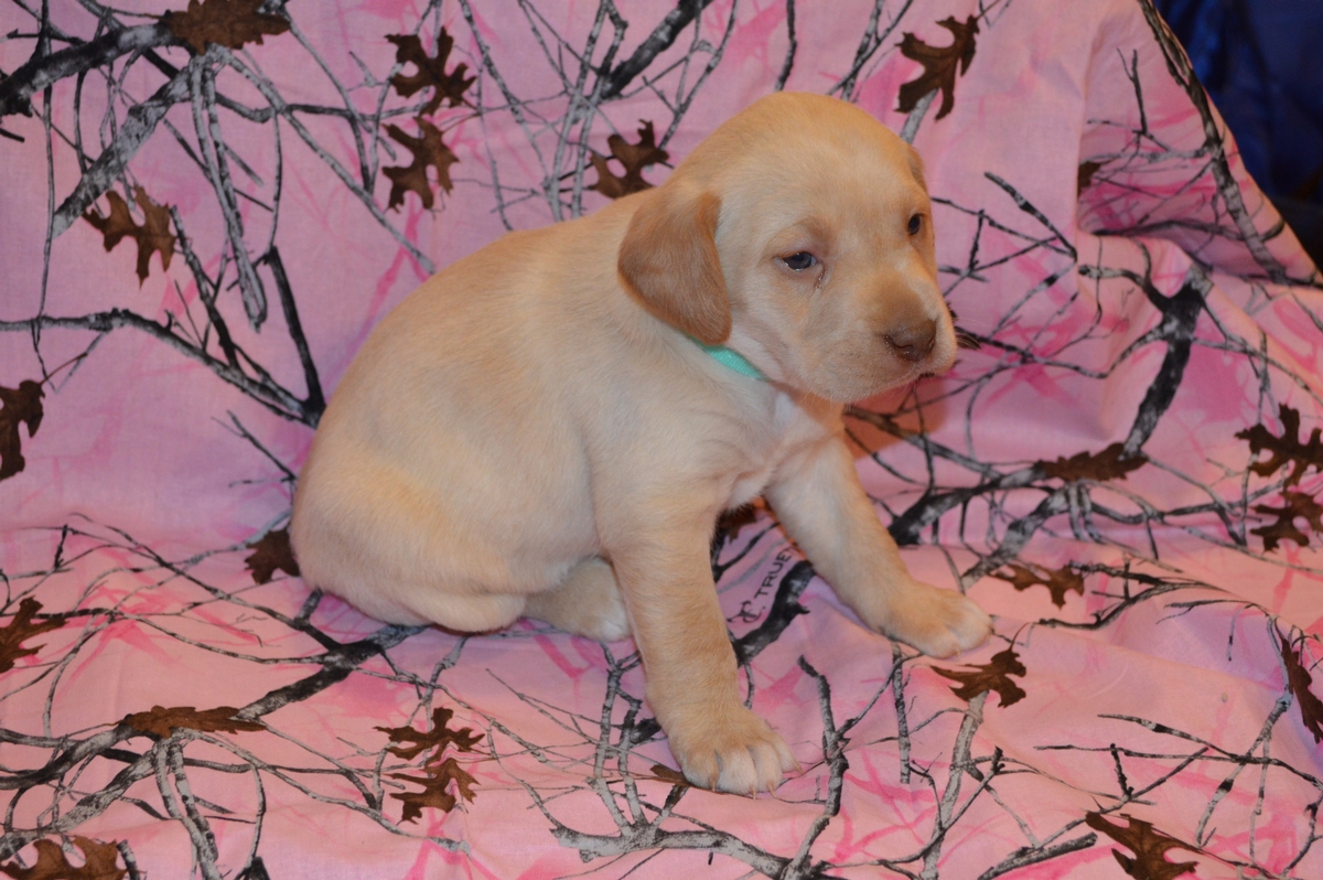 Yellow Lab female puppy