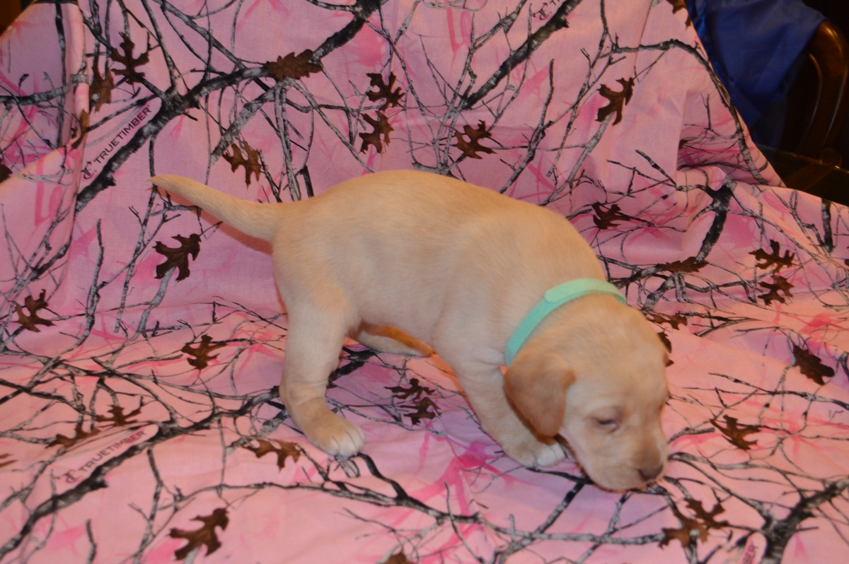 Yellow Lab female puppy