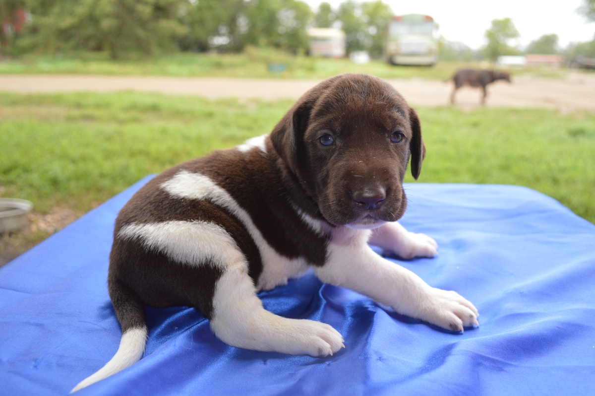 Chocolate and White Labrador Retriever Hybrid Puppies for sale