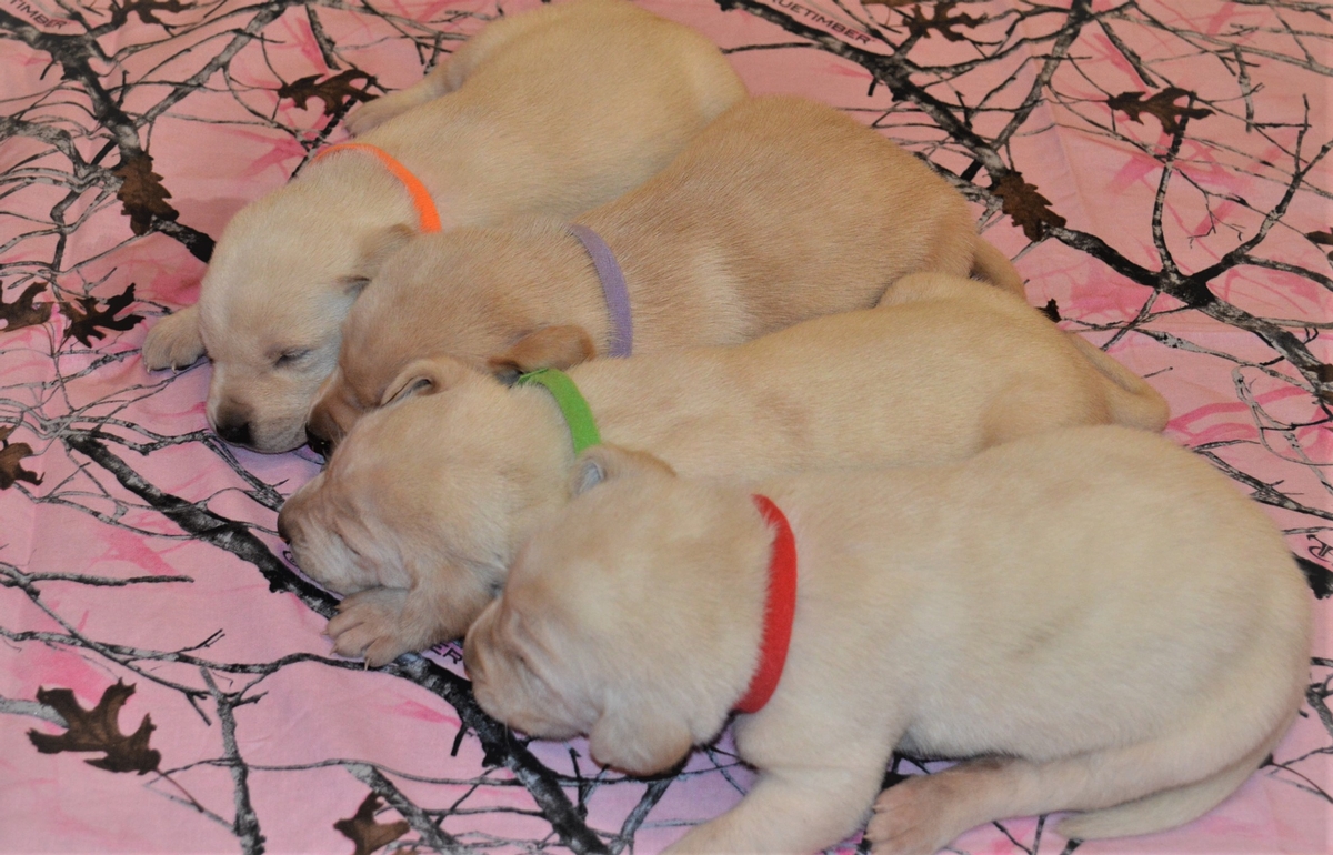 Lab cross puppies for sale
