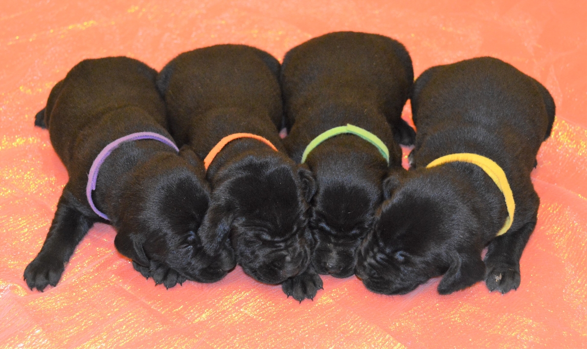 Lab cross puppies for sale