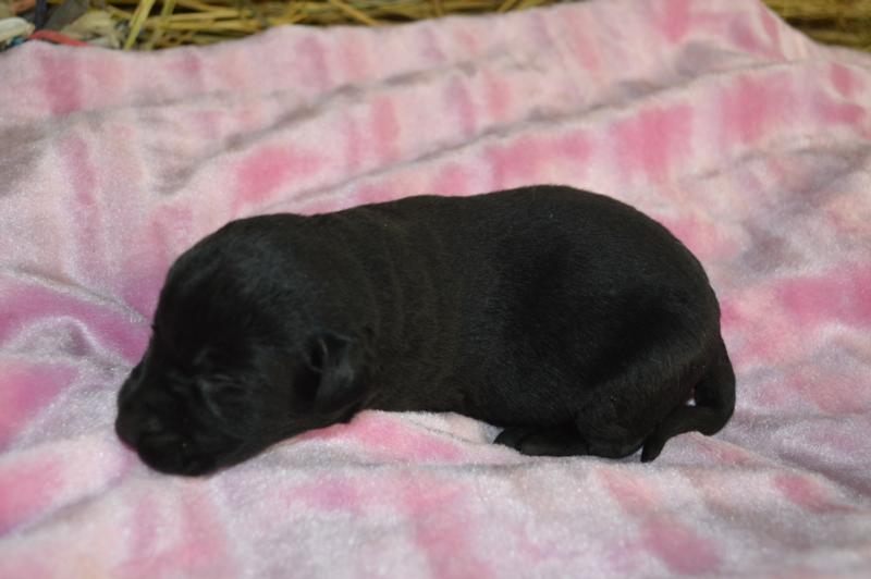 Black and White spotted puppies labrador shorthair cross hunting dogs