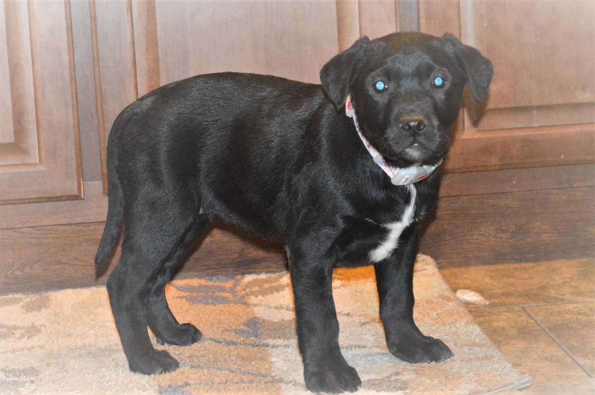 Hunting dogs for sale