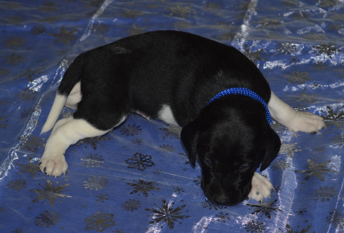Chocolate Lab Hybrid Puppies For Sale