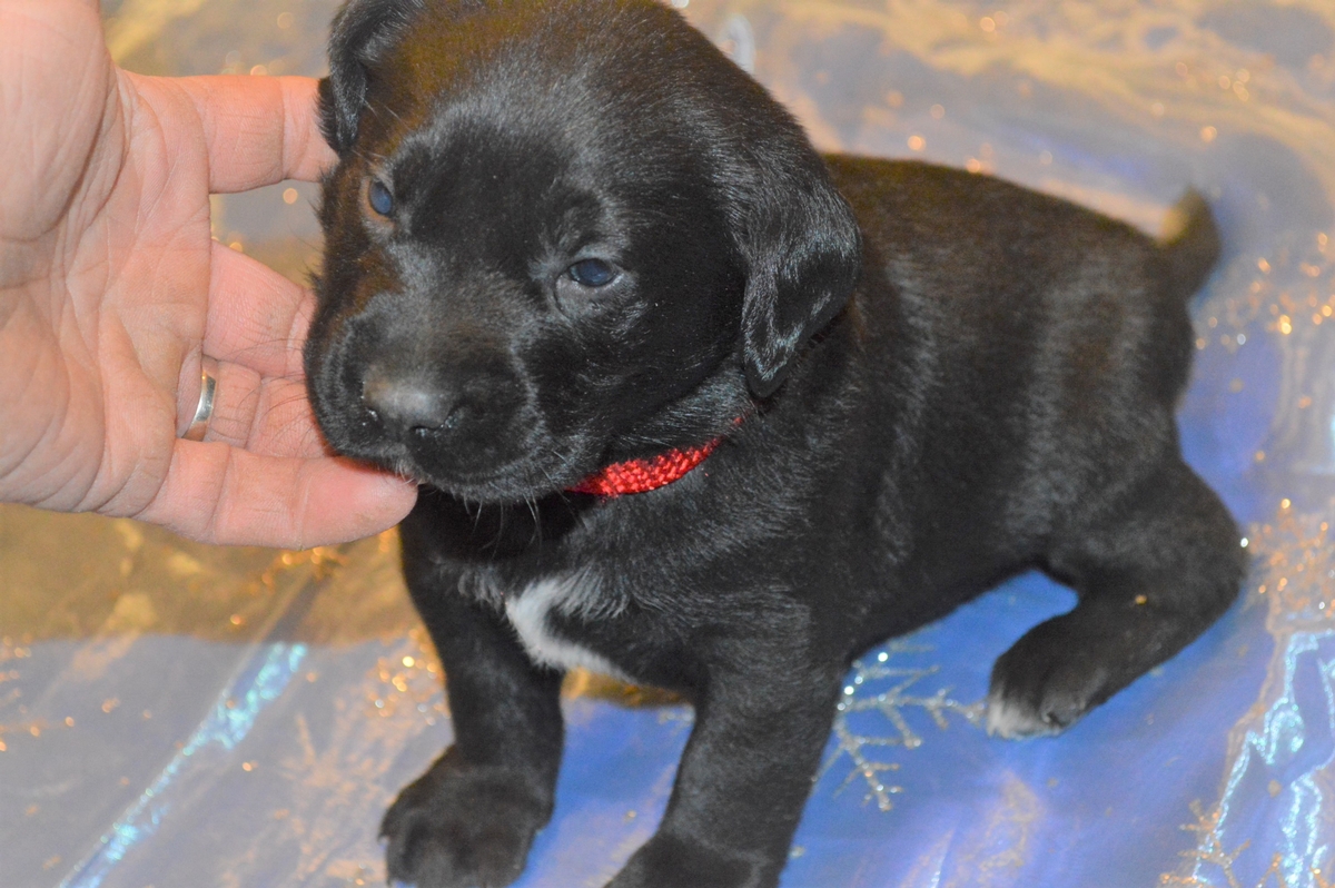 Hybrid Labrador Puppies for sale Black Lab, Spotted Lab Puppies for sale