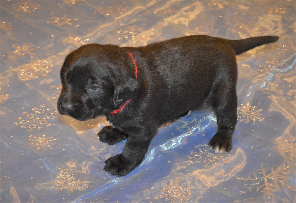 Hybrid Labrador Puppies for sale Black Lab, Spotted Lab Puppies for sale