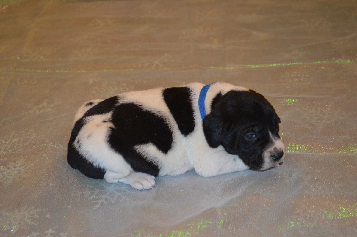 Hybrid Labrador Puppies for sale Black Lab, Spotted Lab Puppies for sale