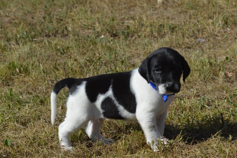 Black and White spotted puppies HUNTING DOGS