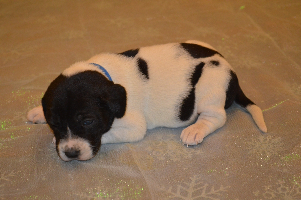Hybrid Labrador Puppies for sale Black Lab, Spotted Lab