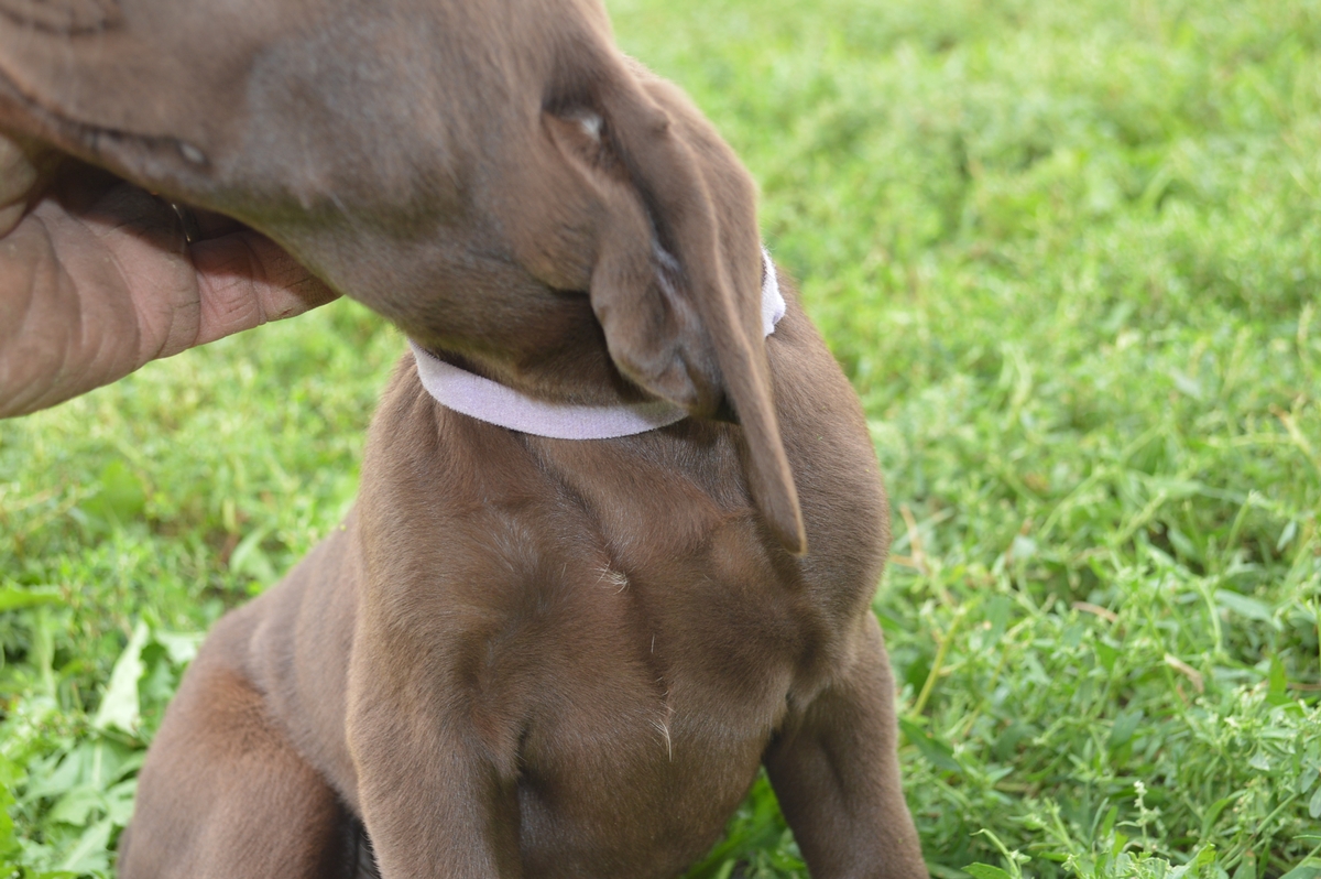 Chocolate Lab Hybrid Puppies For Sale