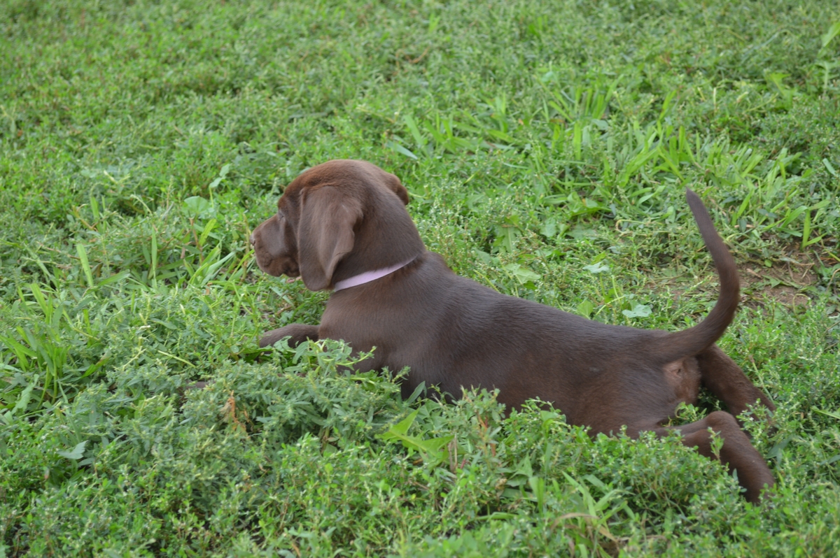 Chocolate Lab Hybrid Puppies For Sale