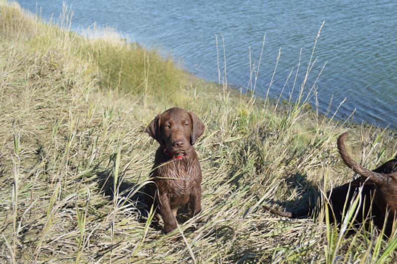 Hunting Puppies for sale