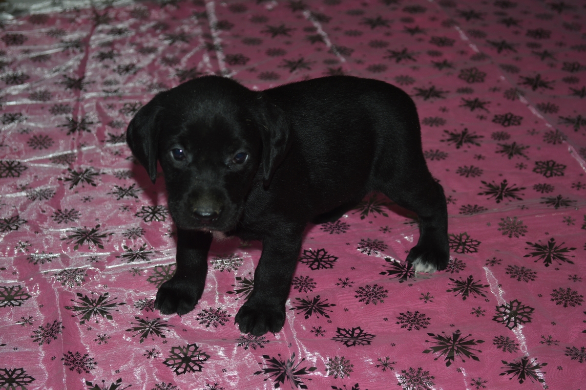 Chocolate Lab Hybrid Puppies For Sale