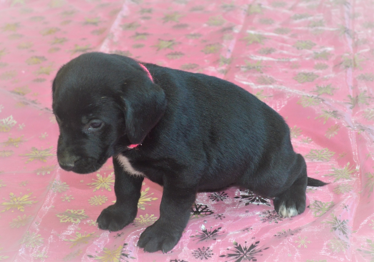 Chocolate Lab Hybrid Puppies For Sale
