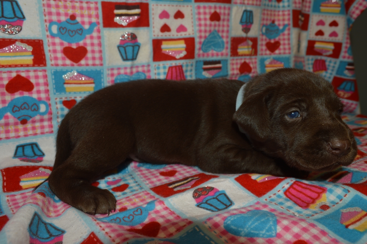 Chocolate Lab Hybrid Puppies For Sale in Commercial Range Rover