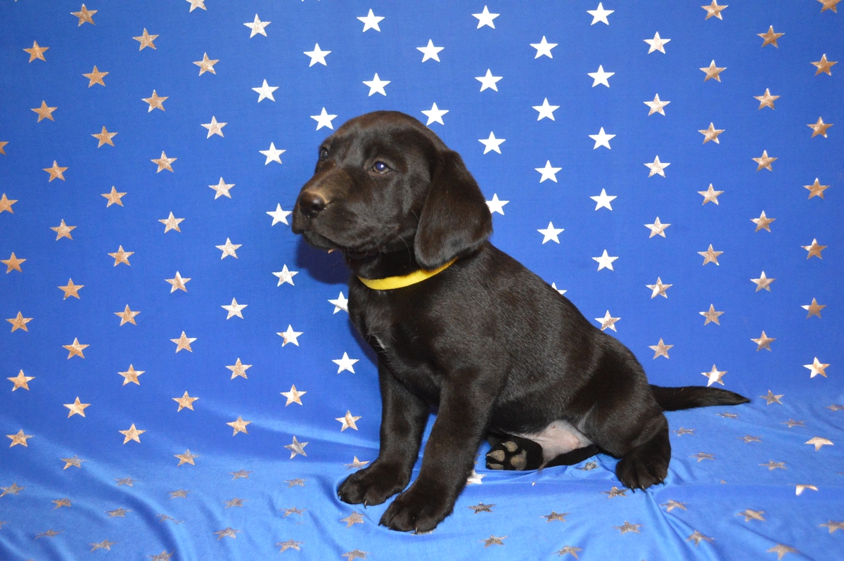Labrador cross puppies for sale