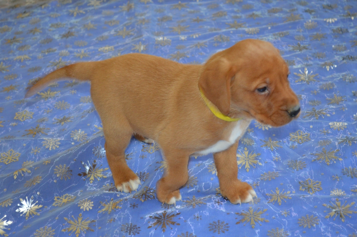Labrador cross puppies for sale
