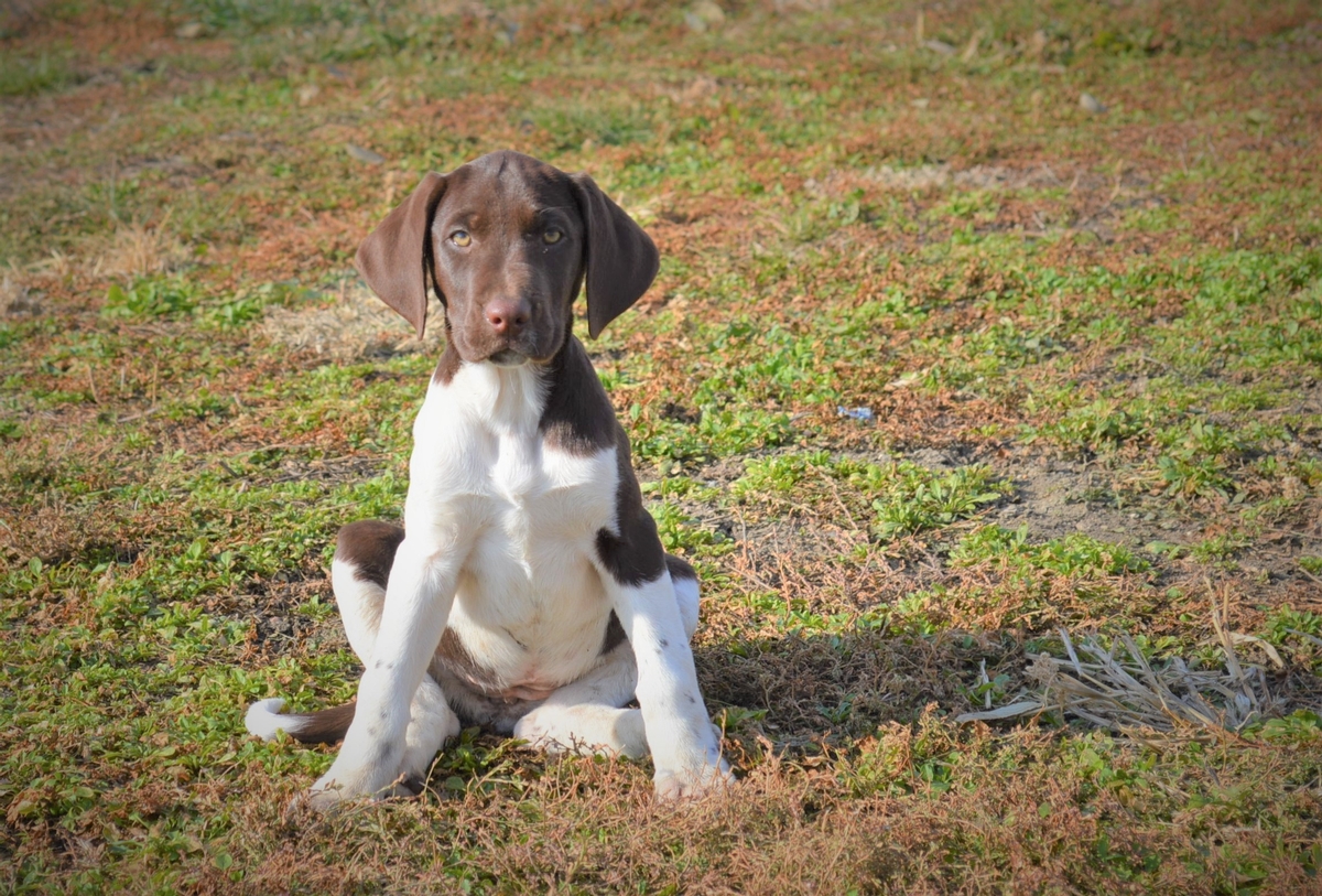 Chocolate Labrador Hunting Puppies For Sale