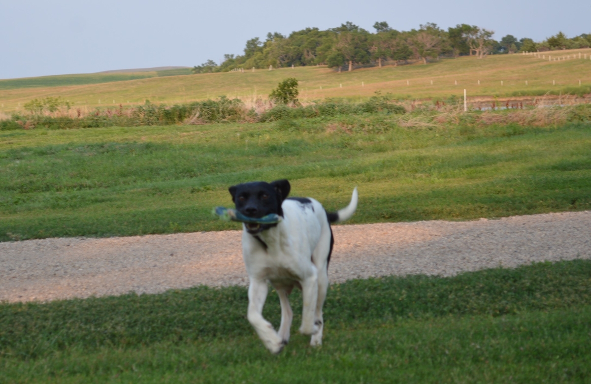 hunting dogs for sale