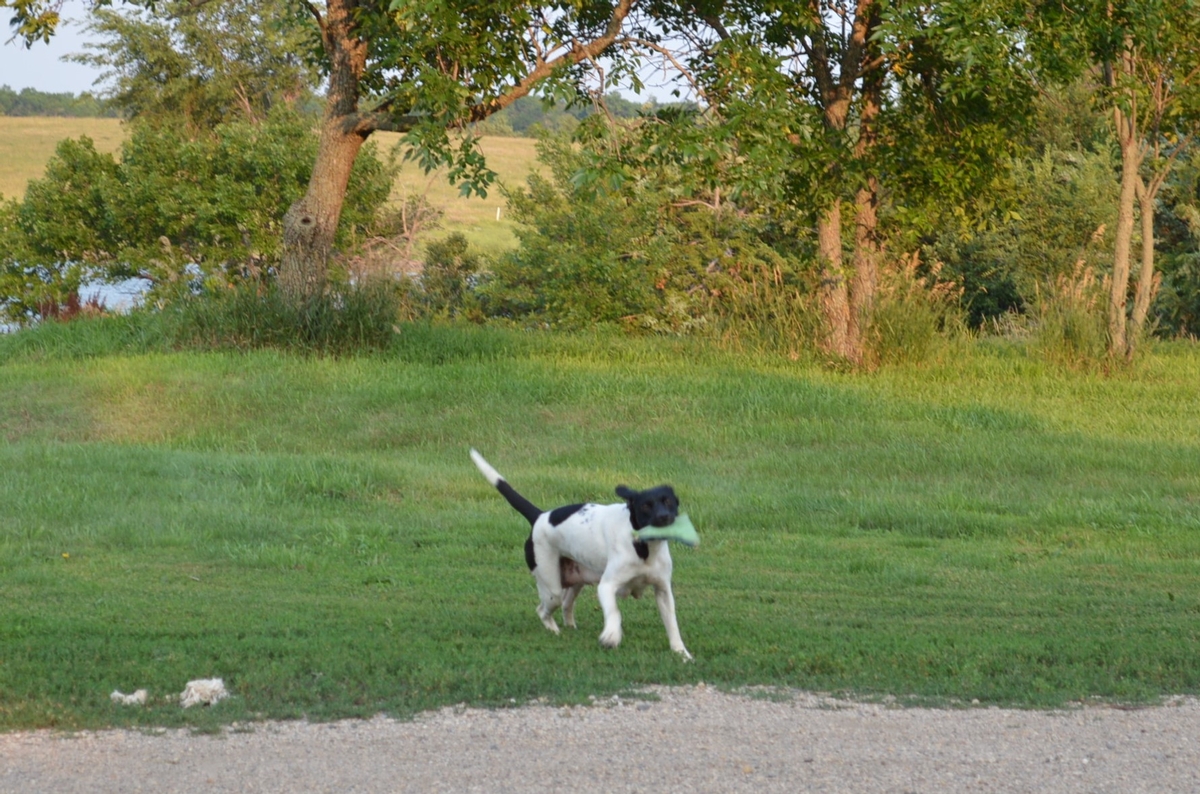 hunting dogs for sale