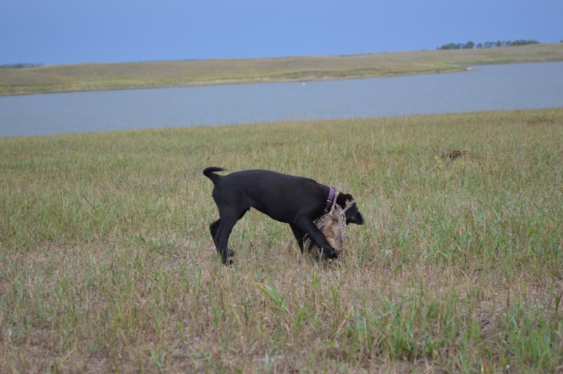 Hunting dogs for sale shortador lab pointers