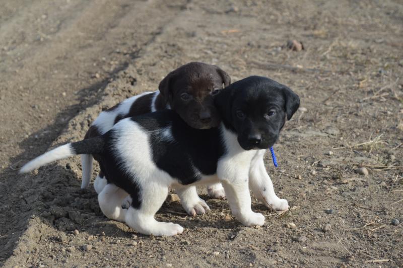 Black and White spotted puppies HUNTING DOGS